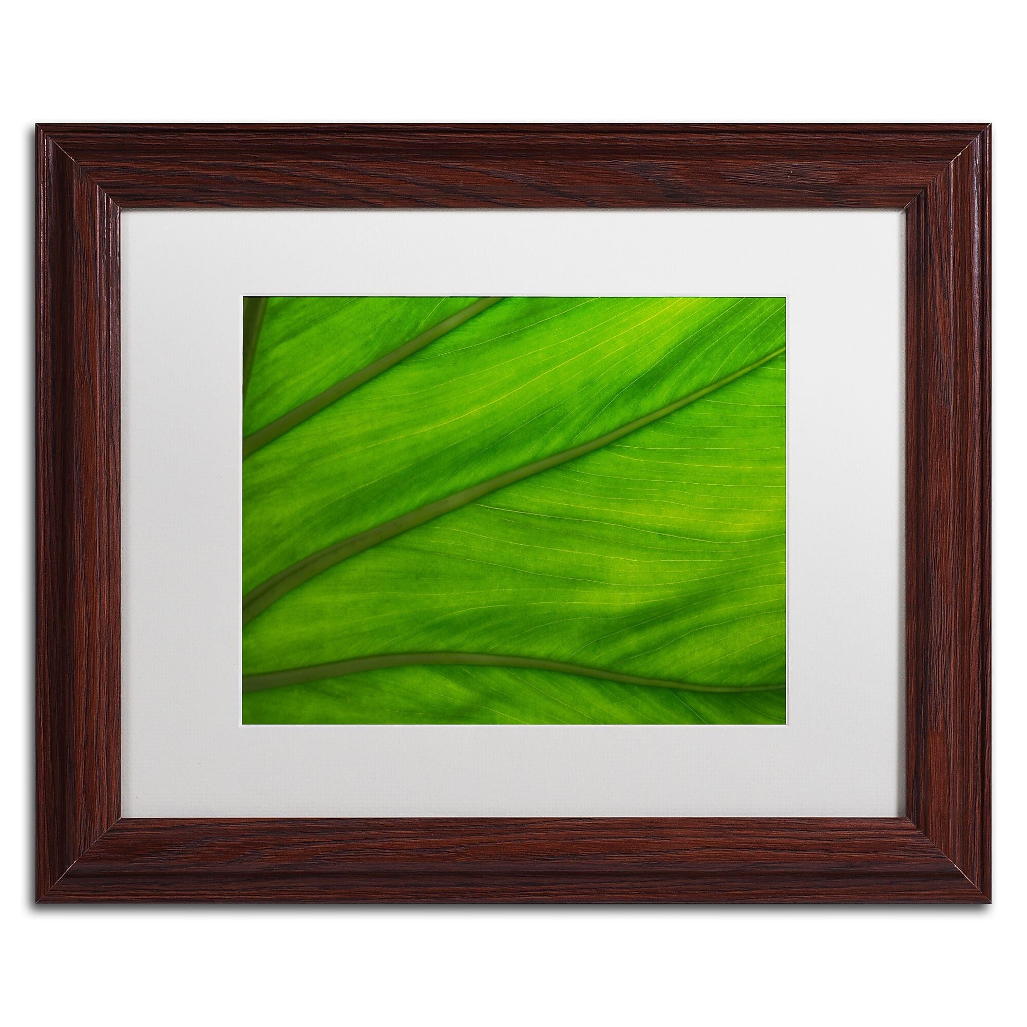 Trademark Fine Art KS0162-W1114MF Green Elephant Ear Abstract by Kurt Shaffer 11x14 FRM Art, WHT MTD