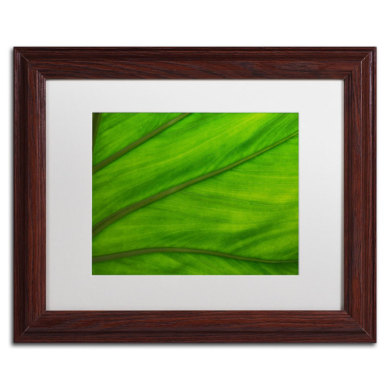 Trademark Fine Art KS0162-W1114MF Green Elephant Ear Abstract by Kurt Shaffer 11x14 FRM Art, WHT MTD