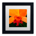 Trademark Fine Art KS0164-B1111MF Brilliant Orchid on Fire by Kurt Shaffer 11x11 FRM Art, WHT MTD