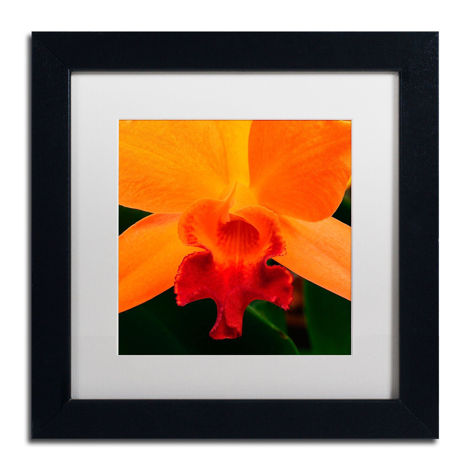 Trademark Fine Art KS0164-B1111MF Brilliant Orchid on Fire by Kurt Shaffer 11x11 FRM Art, WHT MTD