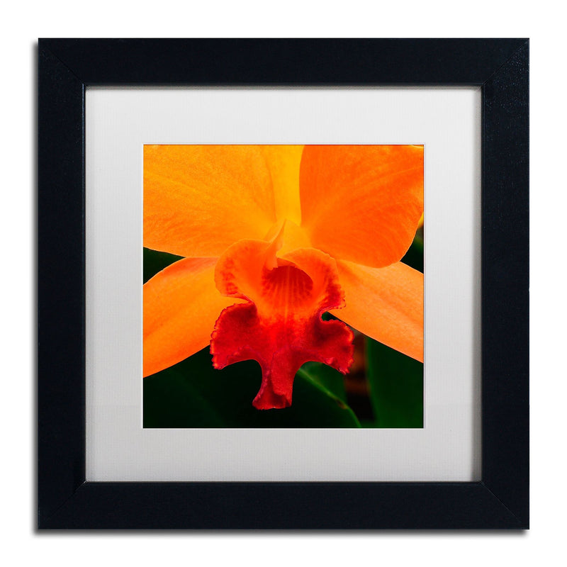 Trademark Fine Art KS0164-B1111MF Brilliant Orchid on Fire by Kurt Shaffer 11x11 FRM Art, WHT MTD