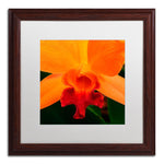 Trademark Fine Art KS0164-W1616MF Brilliant Orchid on Fire by Kurt Shaffer 16x16 FRM Art, WHT MTD