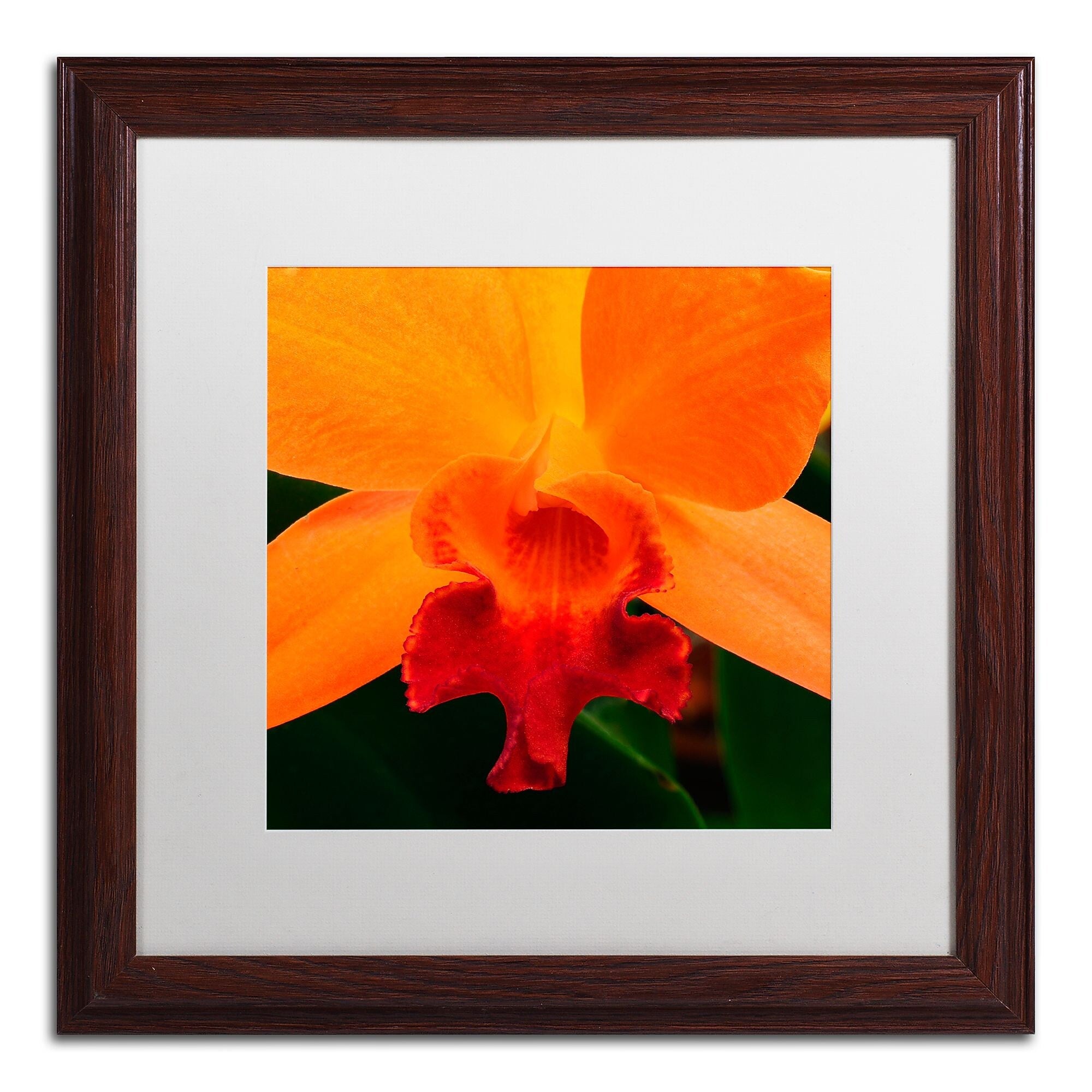 Trademark Fine Art KS0164-W1616MF Brilliant Orchid on Fire by Kurt Shaffer 16x16 FRM Art, WHT MTD