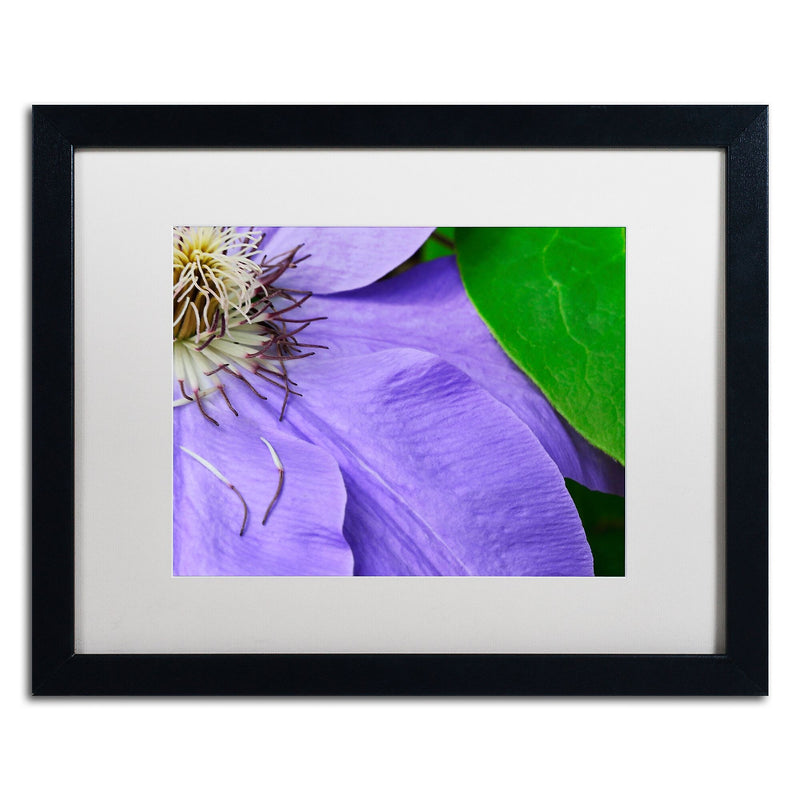 Trademark Fine Art KS0165-B1620MF "Clematis Abstract" by Kurt Shaffer 16" x 20" Framed Art, WHT MTD