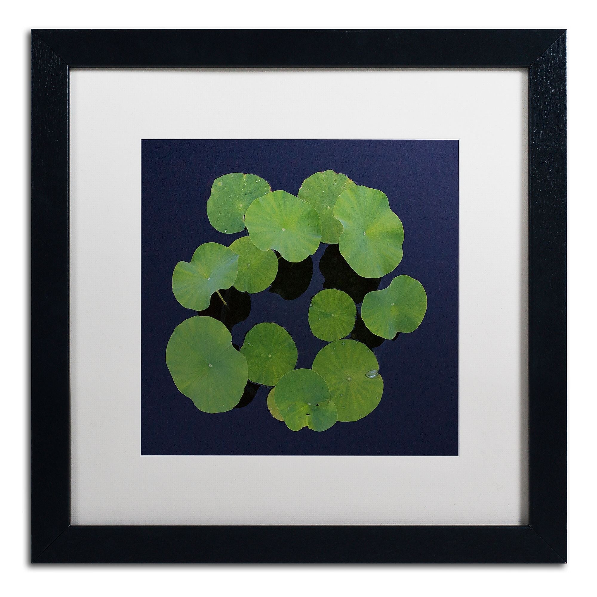 Trademark Fine Art KS0175-B1616MF Giant Lily Pad Abstract by Kurt Shaffer 16x16 FRM Art, WHT MTD