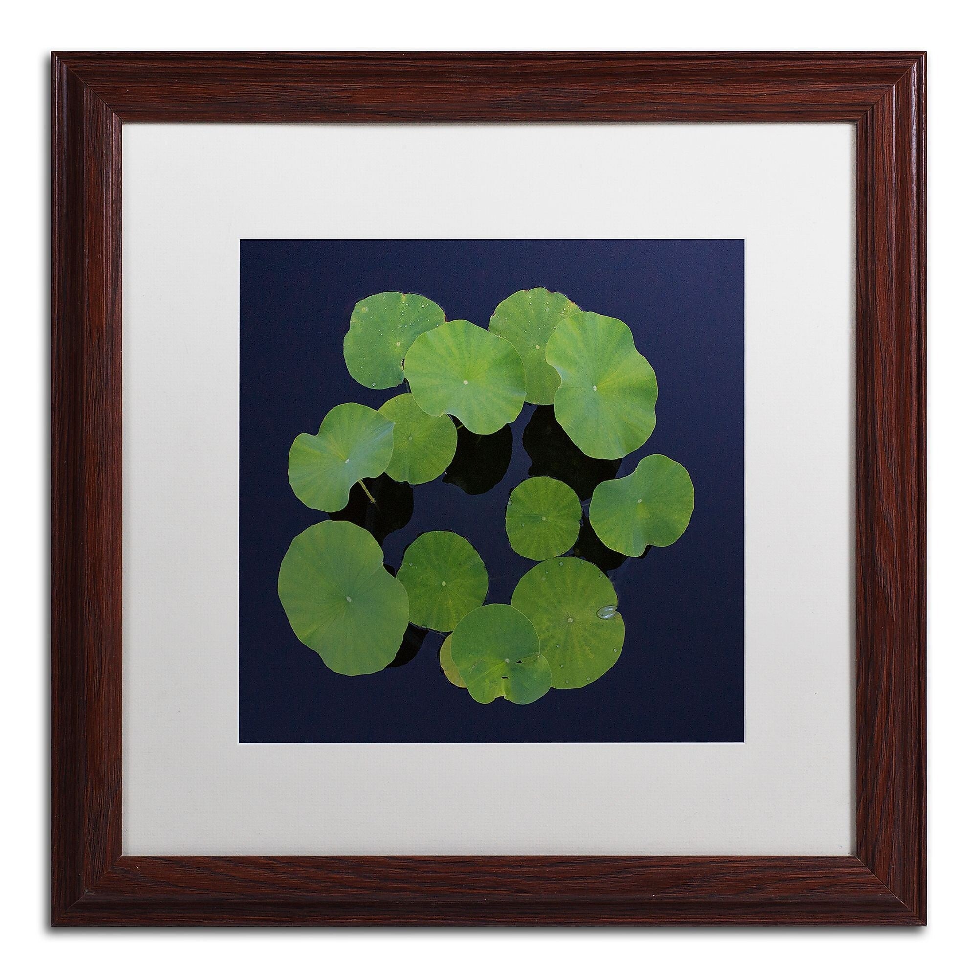 Trademark Fine Art KS0175-W1616MF Giant Lily Pad Abstract by Kurt Shaffer 16x16 FRM Art, WHT MTD
