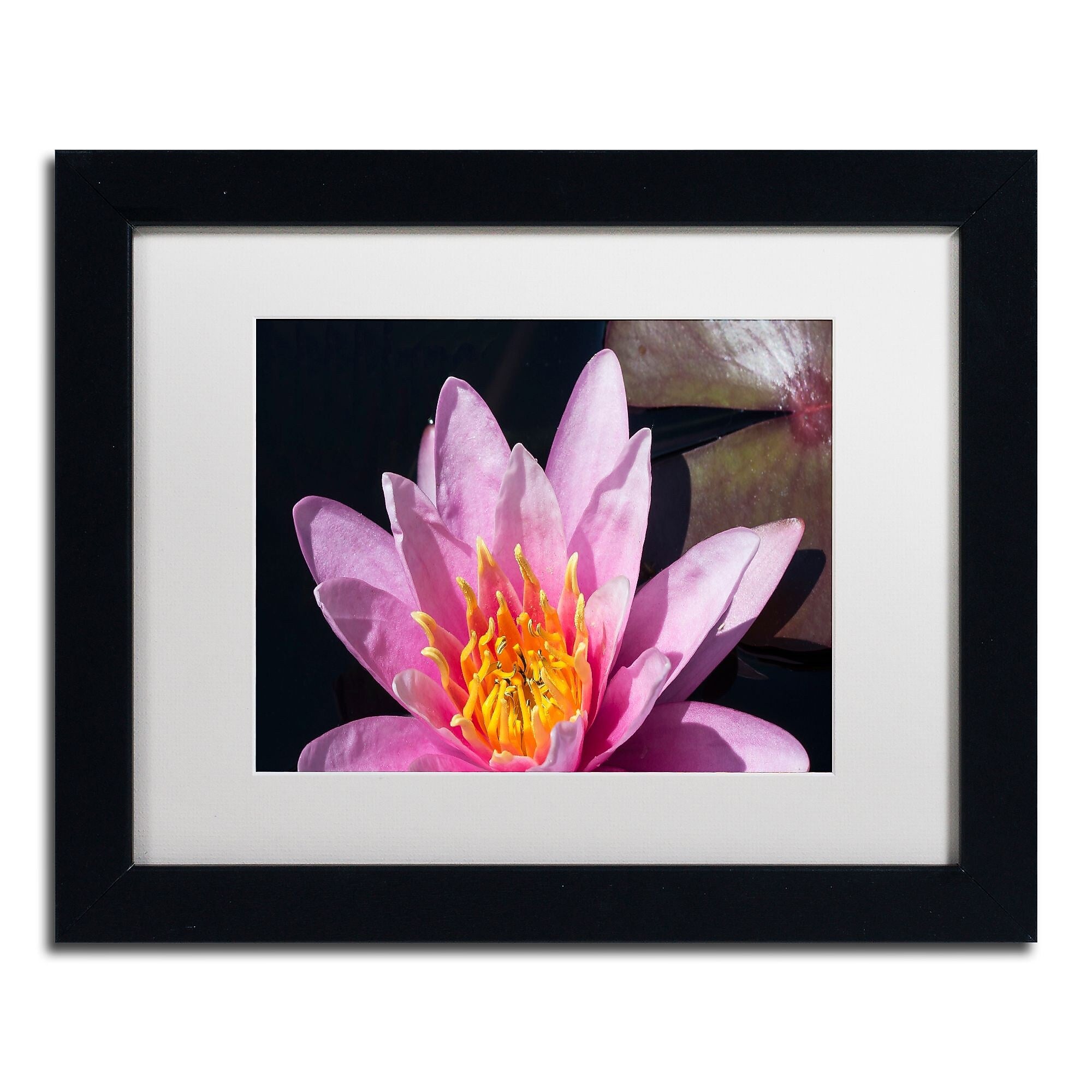Trademark Fine Art KS0176-B1114MF "Pink Lotus" by Kurt Shaffer 11" x 14" Framed Art, White Matted