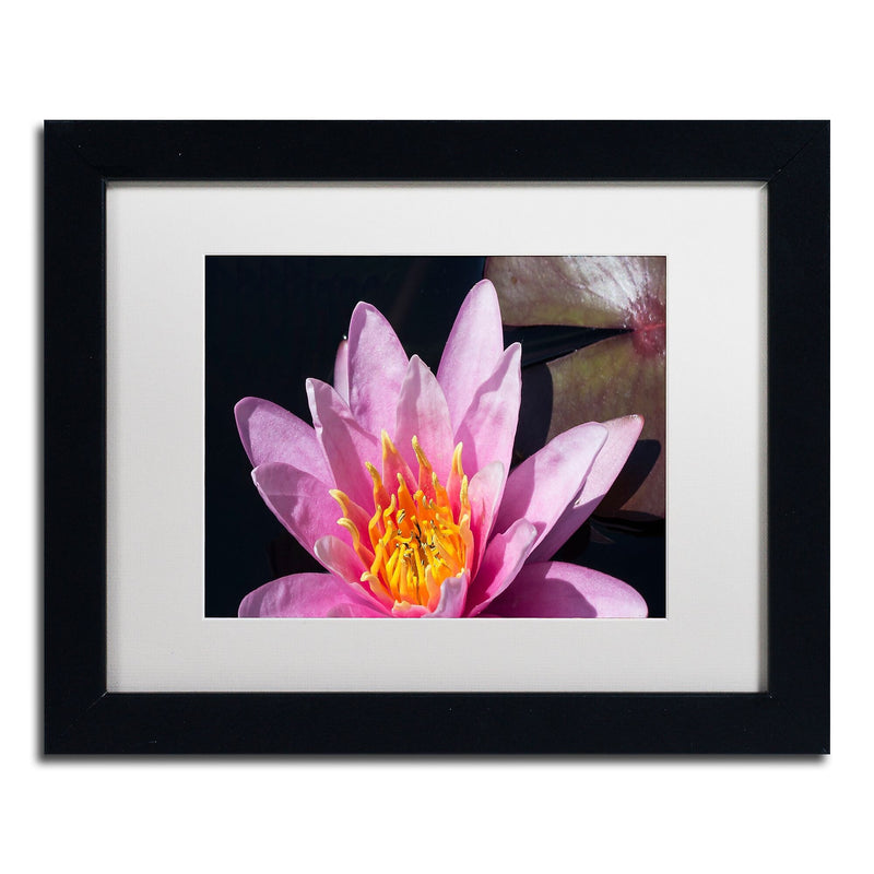 Trademark Fine Art KS0176-B1114MF "Pink Lotus" by Kurt Shaffer 11" x 14" Framed Art, White Matted