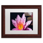 Trademark Fine Art KS0176-W1114MF "Pink Lotus" by Kurt Shaffer 11" x 14" Framed Art, White Matted