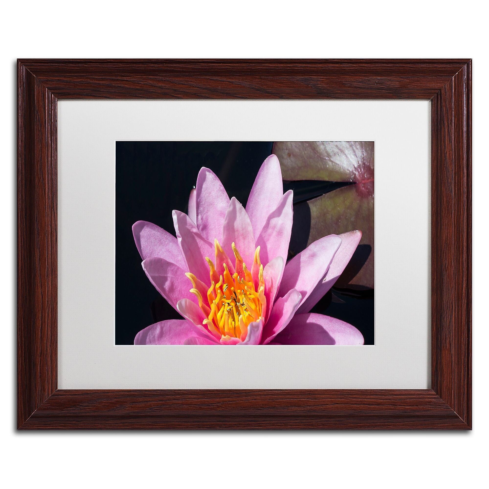 Trademark Fine Art KS0176-W1114MF "Pink Lotus" by Kurt Shaffer 11" x 14" Framed Art, White Matted