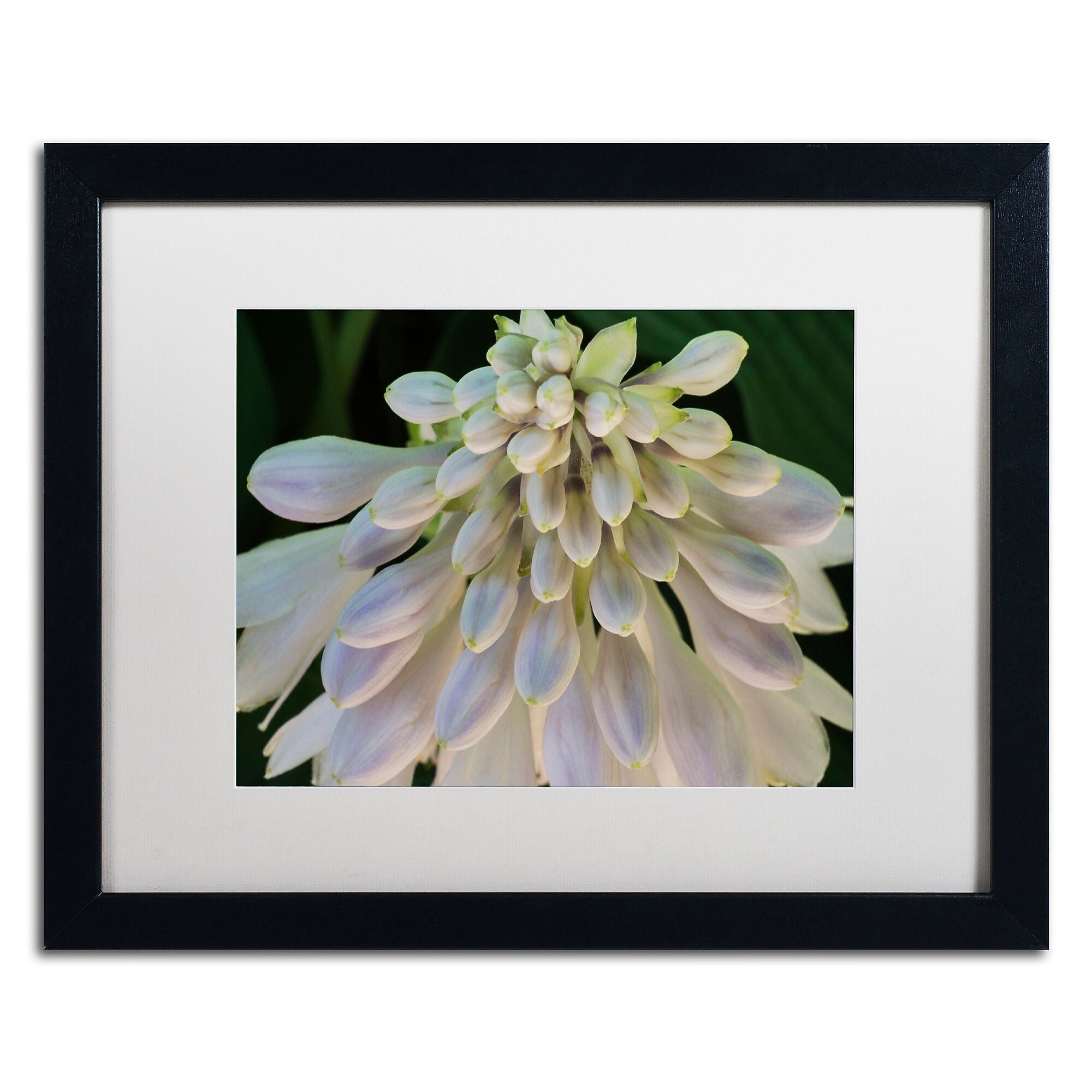 Trademark Fine Art KS0178-B1620MF "Hosta Flower Abstract" by Kurt Shaffer 16" x 20" FRM Art, WHT MTD