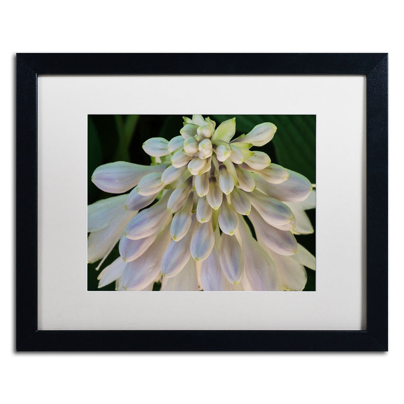 Trademark Fine Art KS0178-B1620MF "Hosta Flower Abstract" by Kurt Shaffer 16" x 20" FRM Art, WHT MTD