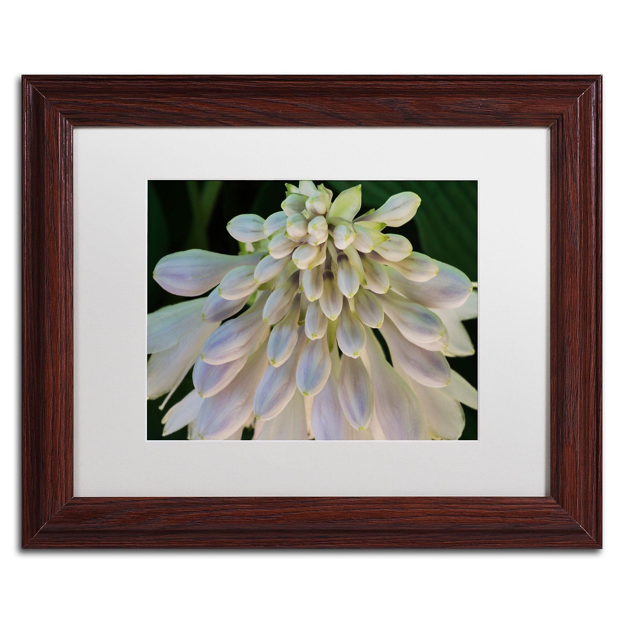 Trademark Fine Art KS0178-W1114MF "Hosta Flower Abstract" by Kurt Shaffer 11" x 14" FRM Art, WHT MTD