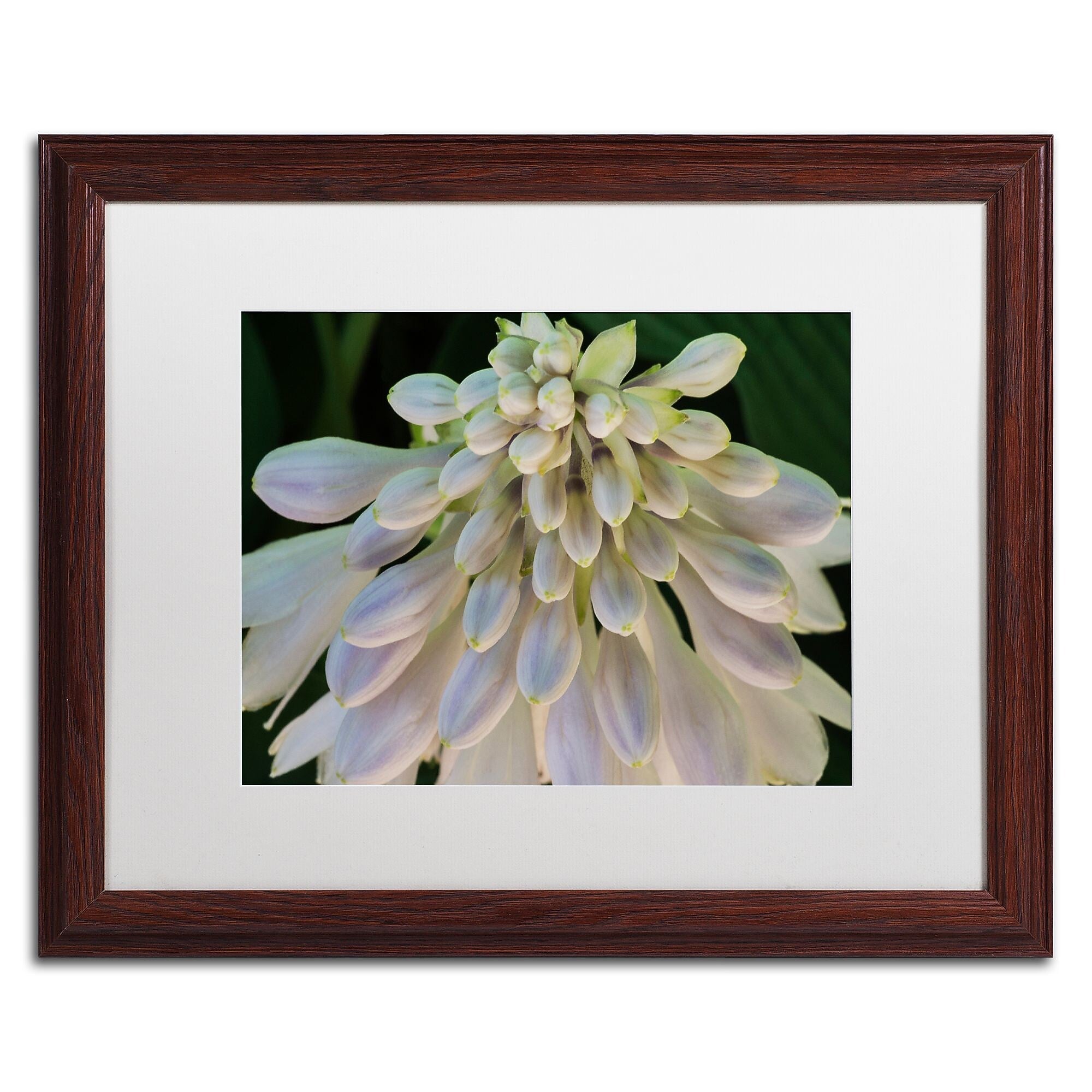 Trademark Fine Art KS0178-W1620MF "Hosta Flower Abstract" by Kurt Shaffer 16" x 20" FRM Art, WHT MTD