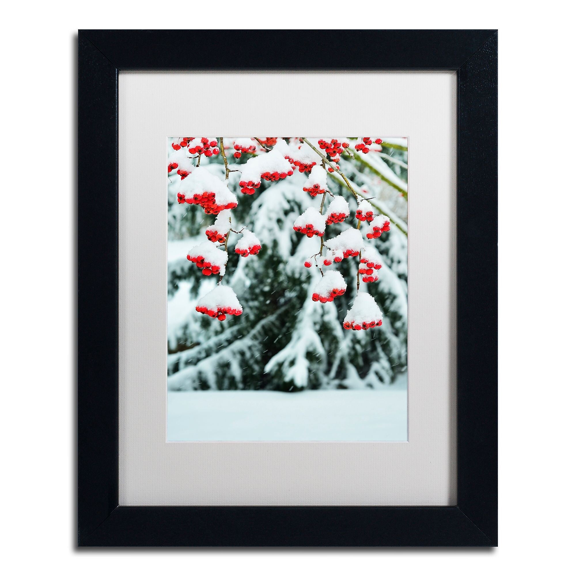 Trademark Fine Art KS0189-B1114MF inter Berries and Pine by Kurt Shaffer 14x11 FRM Art, WHT MTD