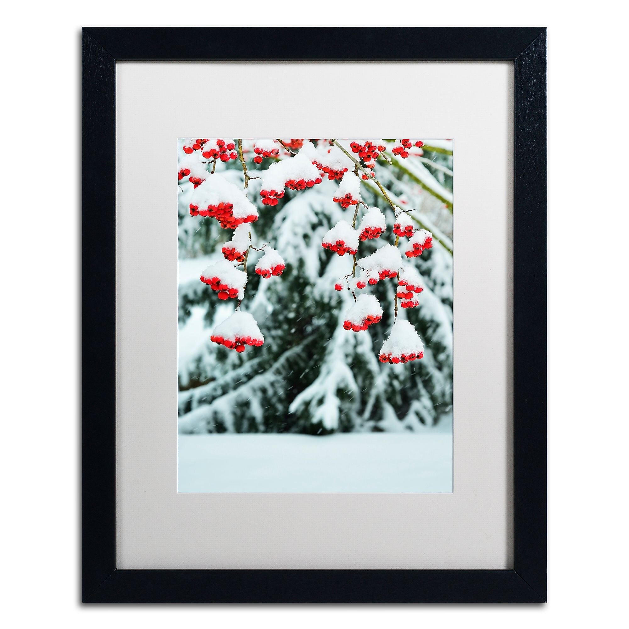 Trademark Fine Art KS0189-B1620MF inter Berries and Pine by Kurt Shaffer 20x16 FRM Art, WHT MTD