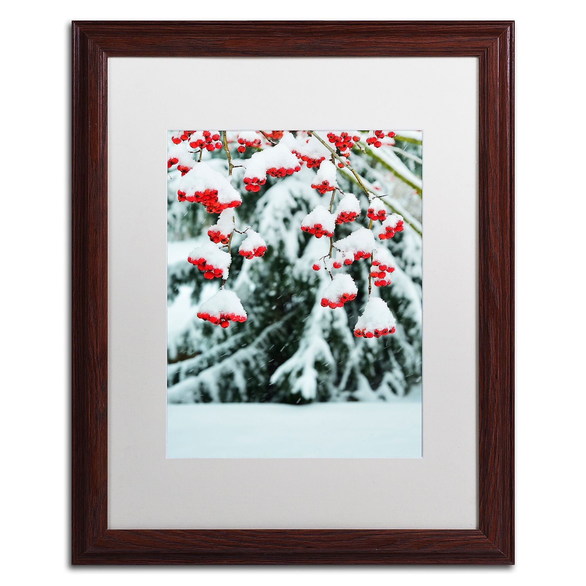 Trademark Fine Art KS0189-W1620MF inter Berries and Pine by Kurt Shaffer 20x16 FRM Art, WHT MTD