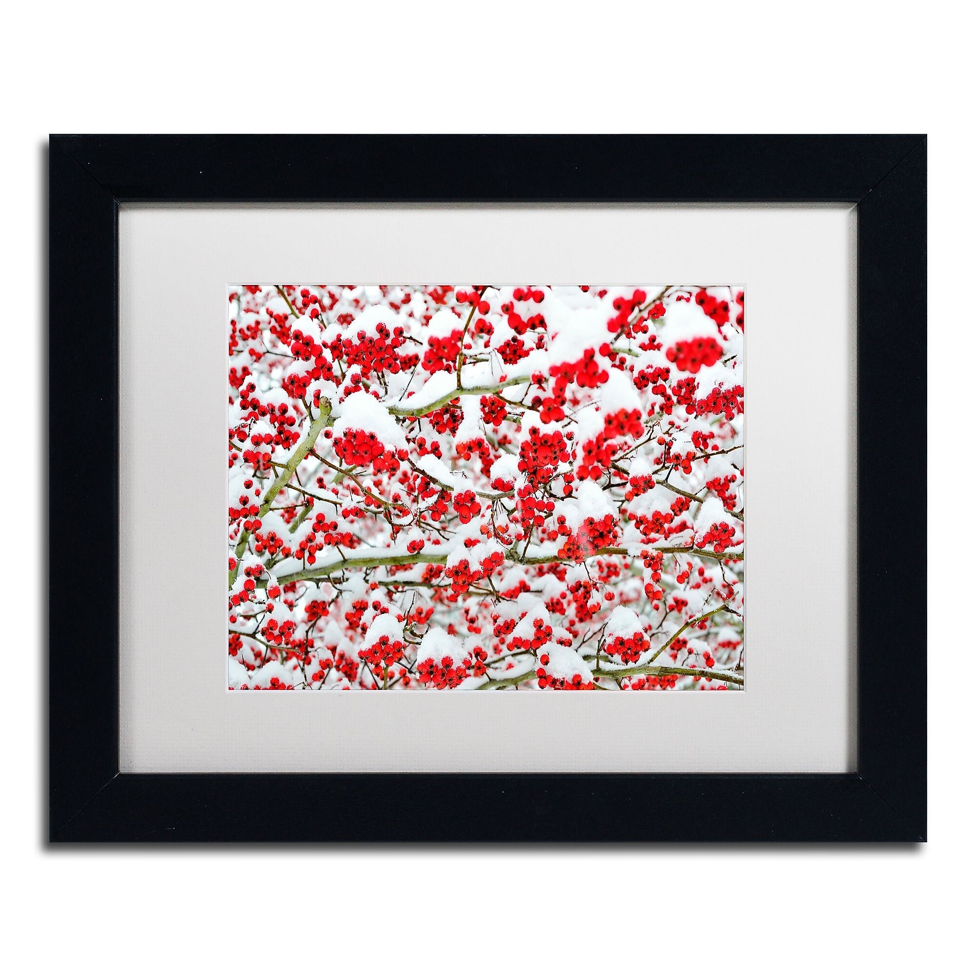 Trademark Fine Art KS0190-B1114MF inter Berries in the Snow by Kurt Shaffer 11x14 FRM Art, WHT MTD