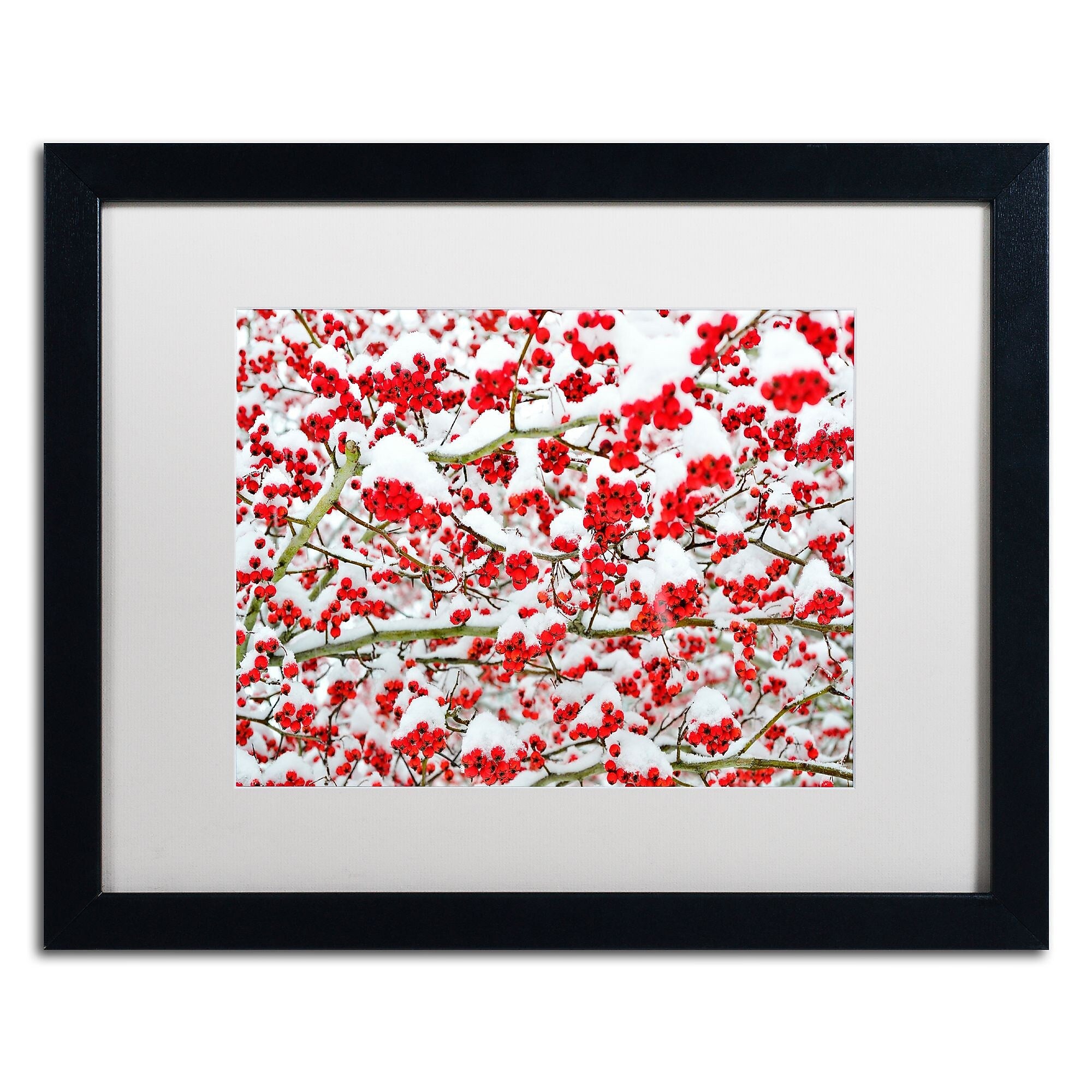 Trademark Fine Art KS0190-B1620MF inter Berries in the Snow by Kurt Shaffer 16x20 FRM Art, WHT MTD