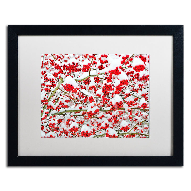 Trademark Fine Art KS0190-B1620MF inter Berries in the Snow by Kurt Shaffer 16x20 FRM Art, WHT MTD