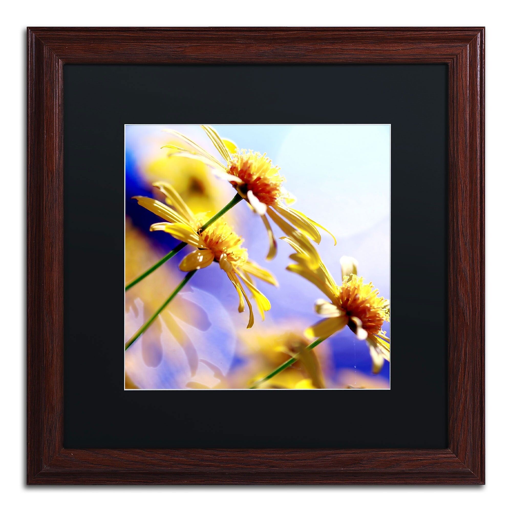 Trademark Fine Art BC0147-W1616BMF "Sunny Days" by Beata Czyzowska Young 16" x 16" FRM Art, BLK MTD