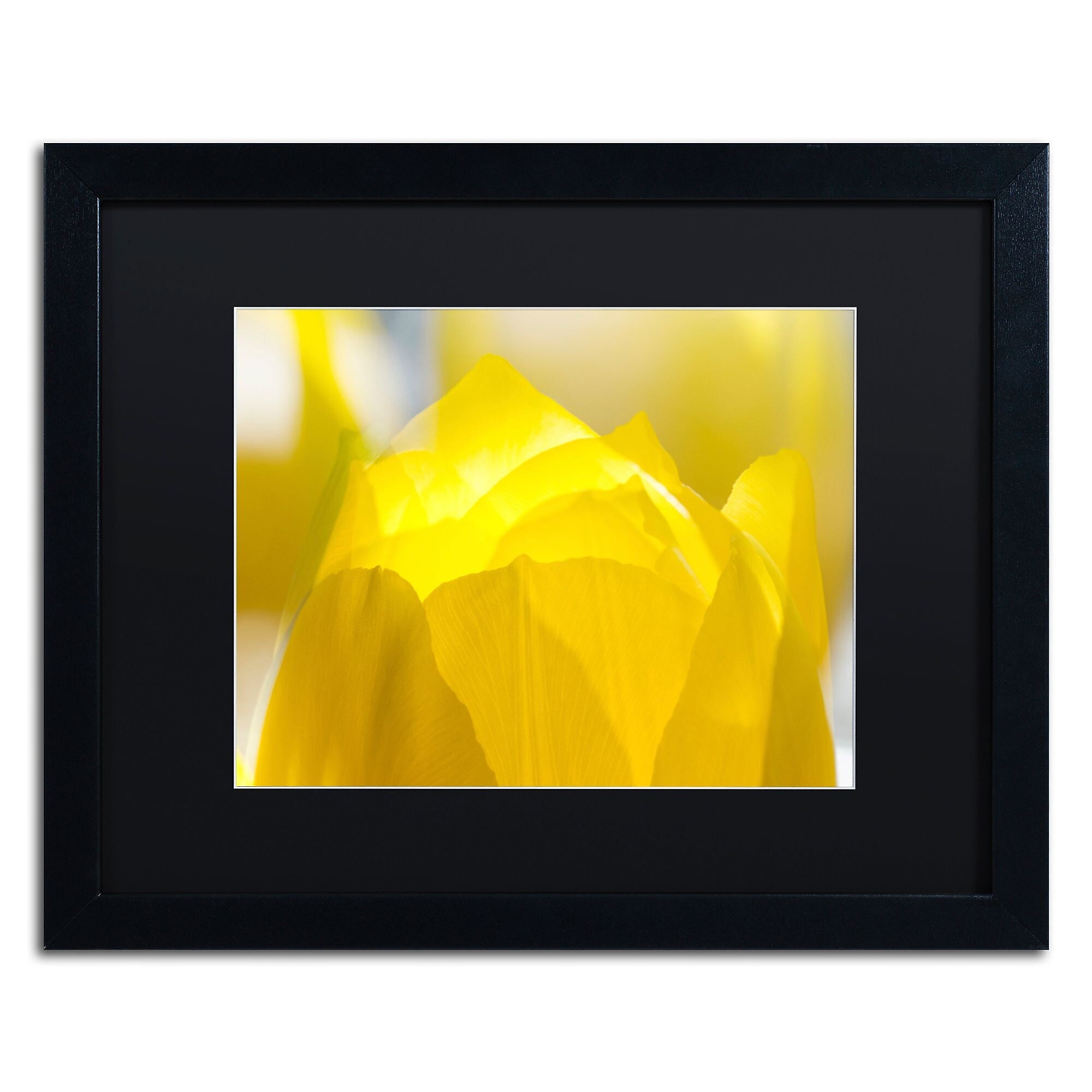 Trademark Fine Art KS0156-B1620BMF "Yellow Tulip" by Kurt Shaffer 16" x 20" Framed Art, Black Matted