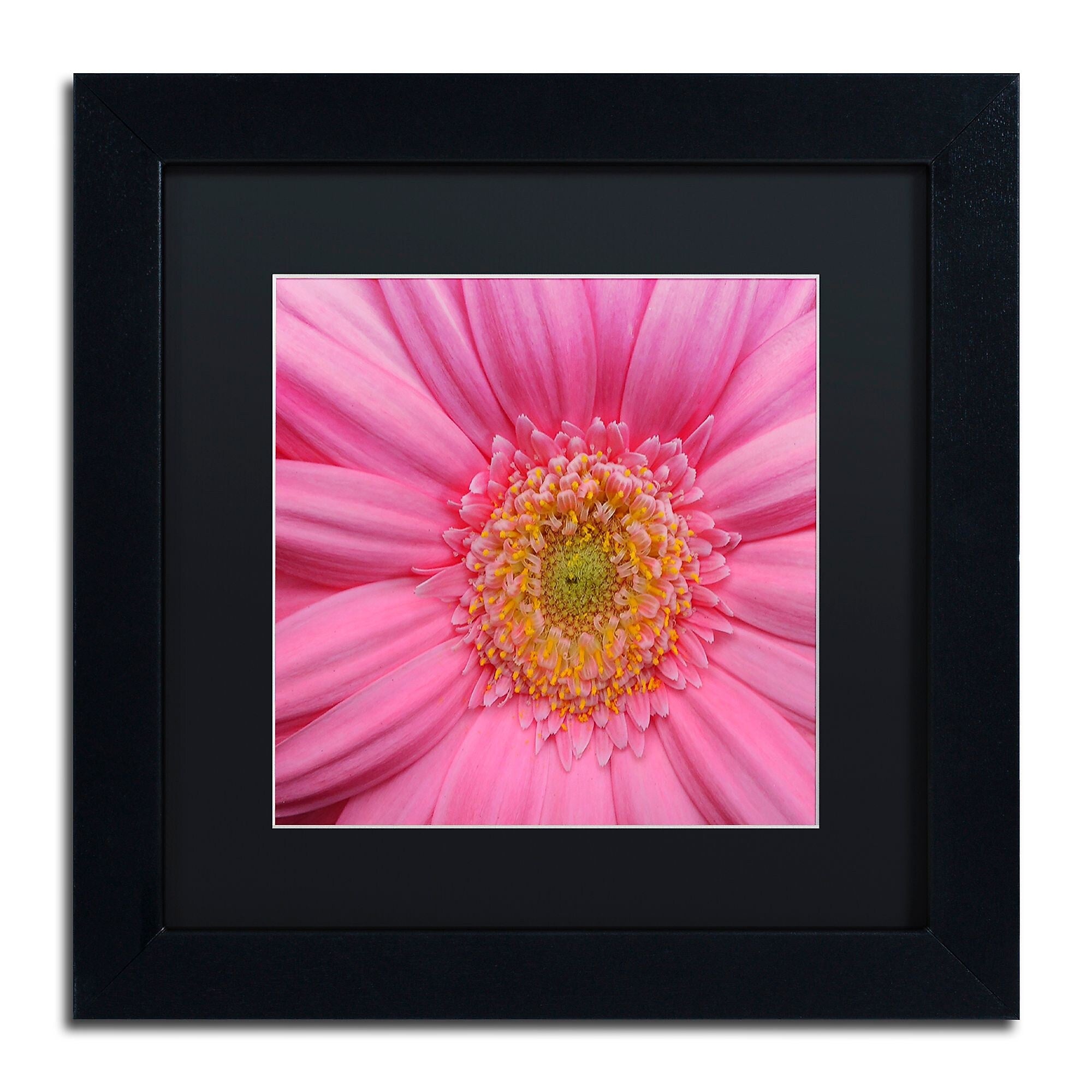 Trademark Fine Art KS0158-B1111BMF "Pink" by Kurt Shaffer 11" x 11" Framed Art, Black Matted