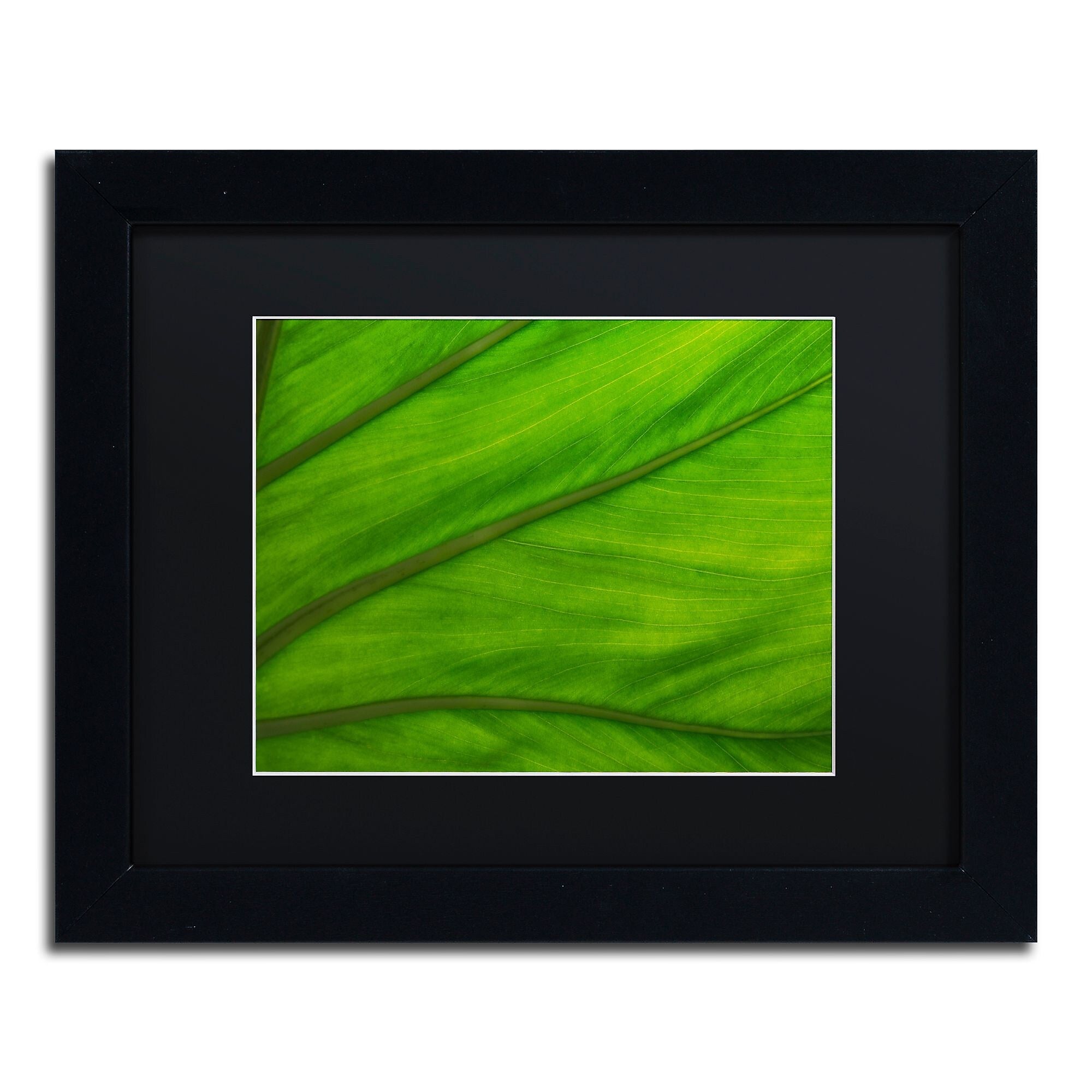 Trademark Fine Art Green Elephant Ear Abstract by Kurt Shaffer 11x14 FRM Art, BLK MTD