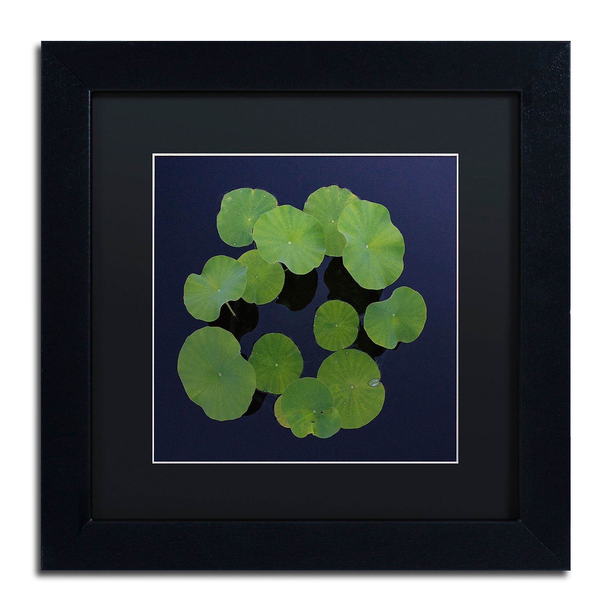 Trademark Fine Art KS0175-B1111BMF Giant Lily Pad Abstract by Kurt Shaffer 11x11 FRM Art, BLK MTD