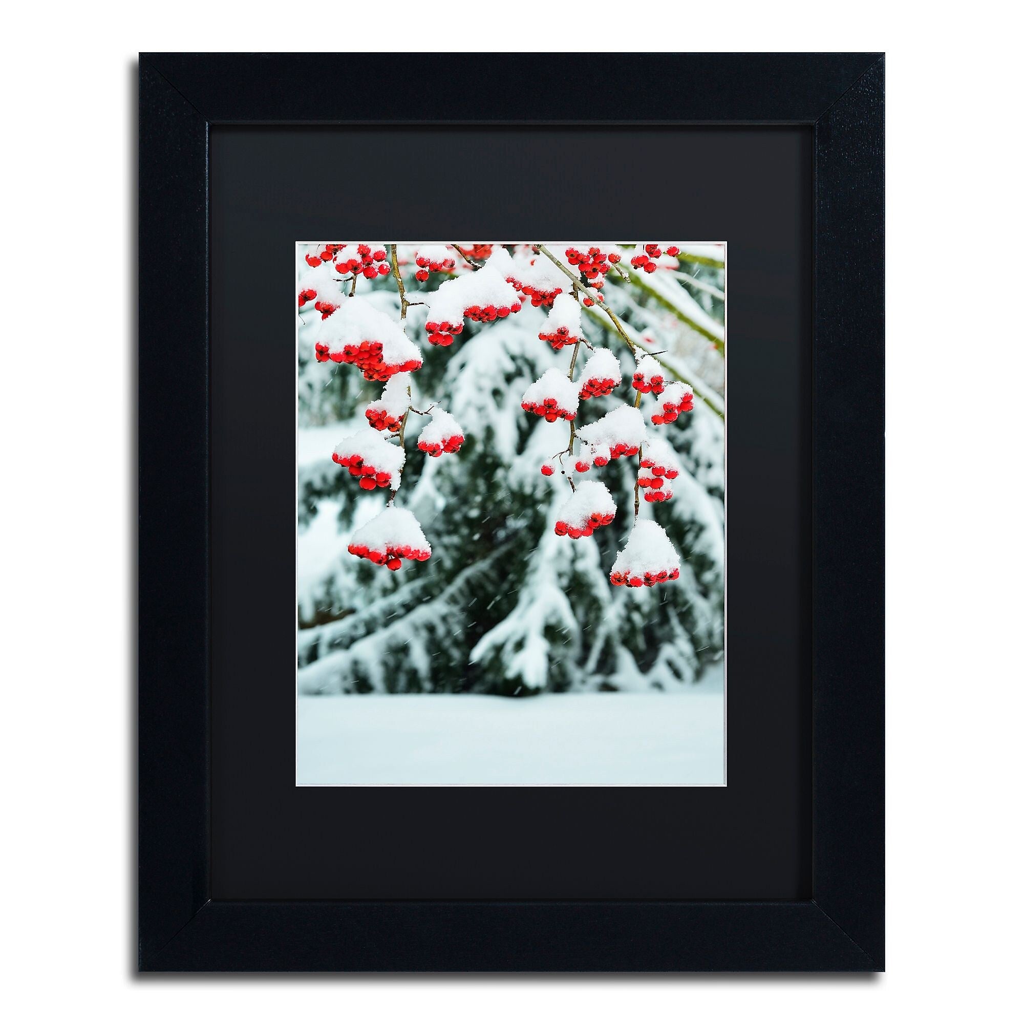 Trademark Fine Art KS0189-B1114BMF inter Berries and Pine by Kurt Shaffer 14x11 FRM Art, BLK MTD