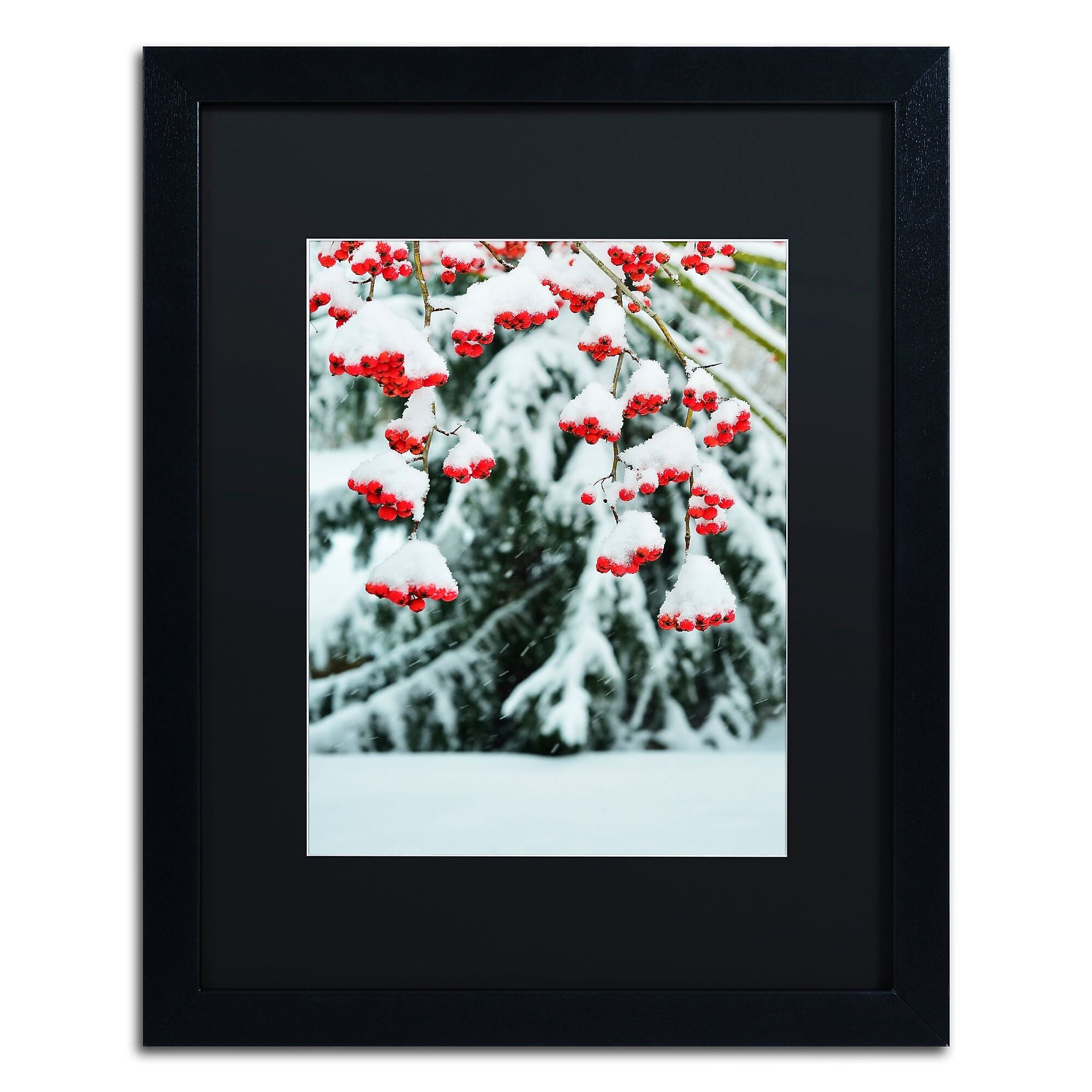 Trademark Fine Art KS0189-B1620BMF inter Berries and Pine by Kurt Shaffer 20x16 FRM Art, BLK MTD