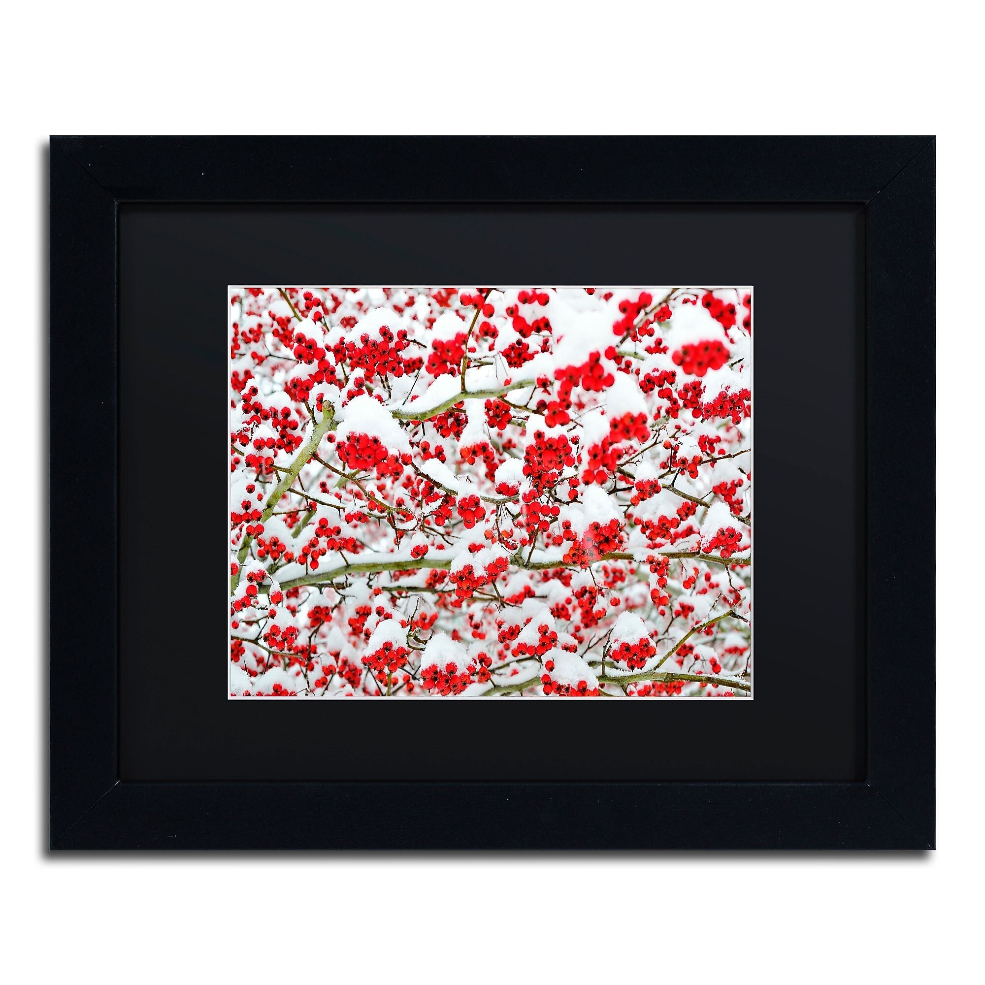 Trademark Fine Art KS0190-B1114BMF inter Berries in the Snow by Kurt Shaffer 11x14 FRM Art, BLK MTD