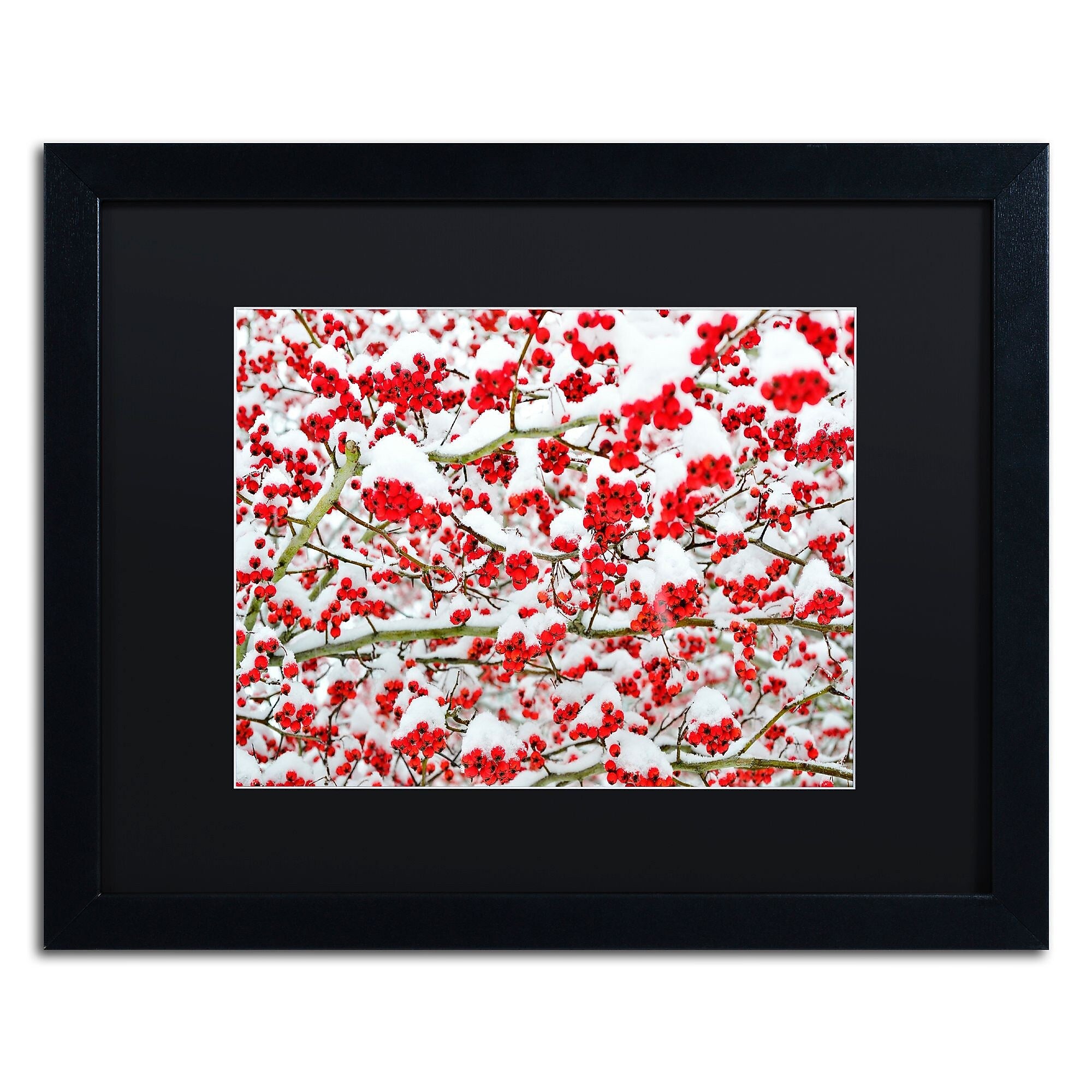 Trademark Fine Art KS0190-B1620BMF inter Berries in the Snow by Kurt Shaffer 16x20 FRM Art, BLK MTD
