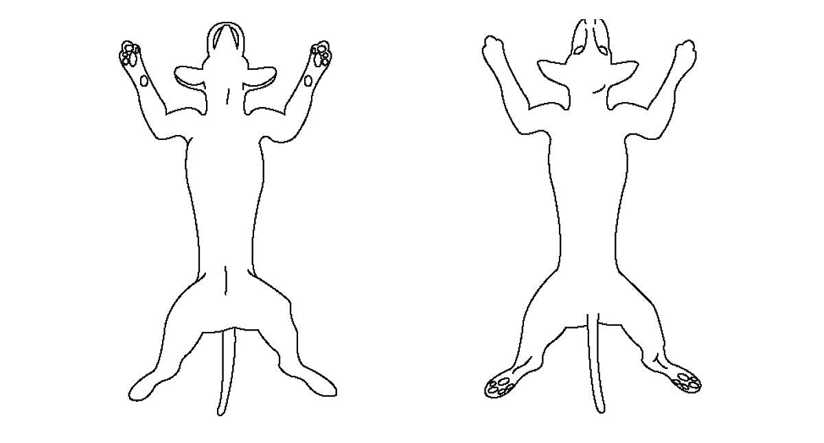 Veterinary Examination Medical Labels, Canine Anatomy, White, 1-3/4x3-1/4", 500 Labels