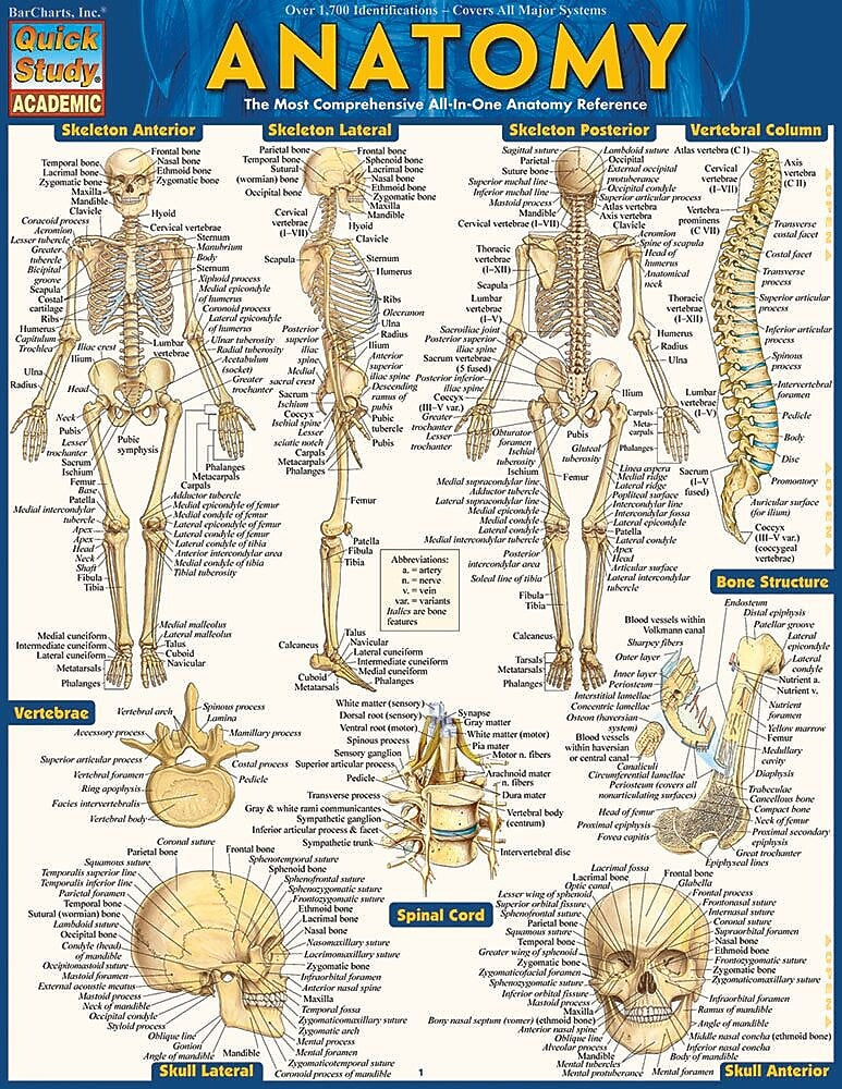 BarCharts, Inc. QuickStudy® Medical Terminology Reference Set (9781423230359)