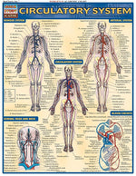 BarCharts, Inc. QuickStudy® Anatomy Reference Set (9781423230397)