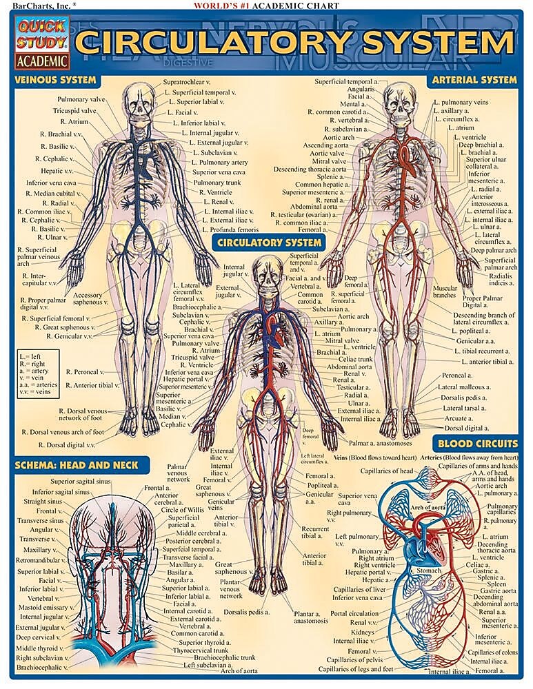 BarCharts, Inc. QuickStudy® Anatomy Reference Set (9781423230397)