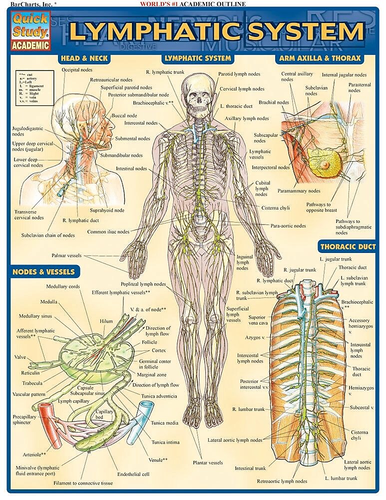 BarCharts, Inc. QuickStudy® Anatomy Reference Set (9781423230397)