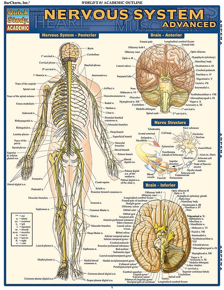 BarCharts, Inc. QuickStudy® Anatomy Advanced Reference Set (9781423230403)