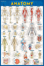 BarCharts, Inc. QuickStudy® Anatomy Poster Reference Set (9781423230717)