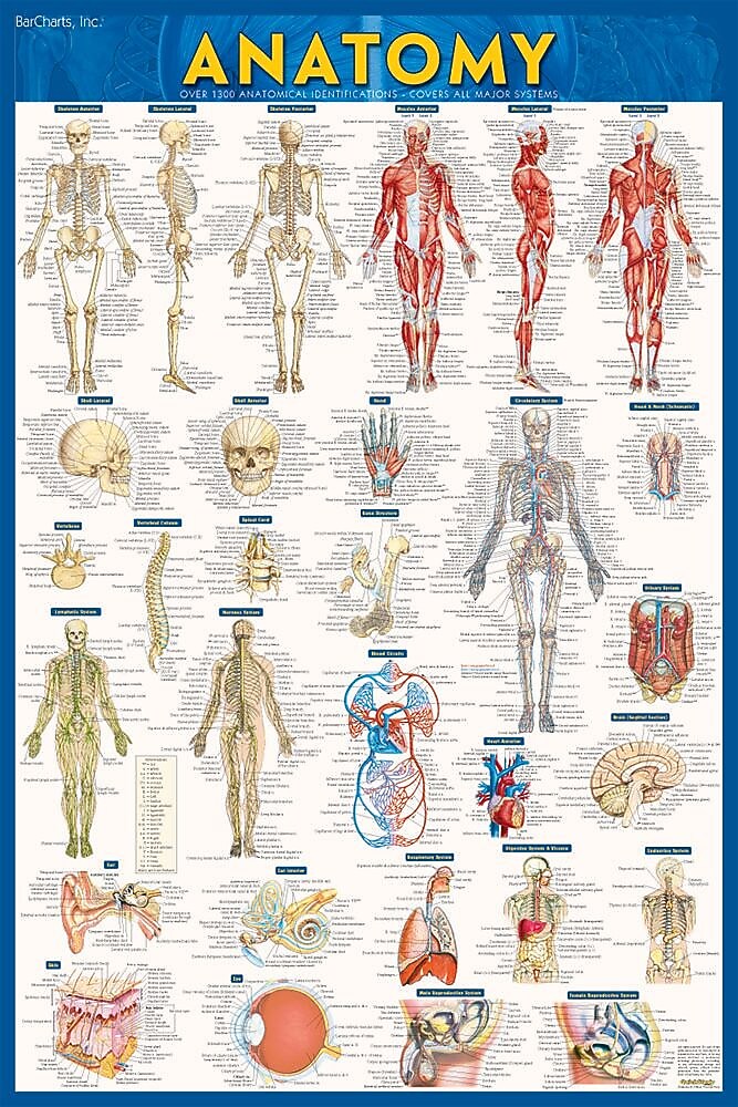 BarCharts, Inc. QuickStudy® Anatomy Poster Reference Set (9781423230717)