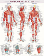 BarCharts, Inc. QuickStudy® Muscular System Poster Reference Set (9781423230731)
