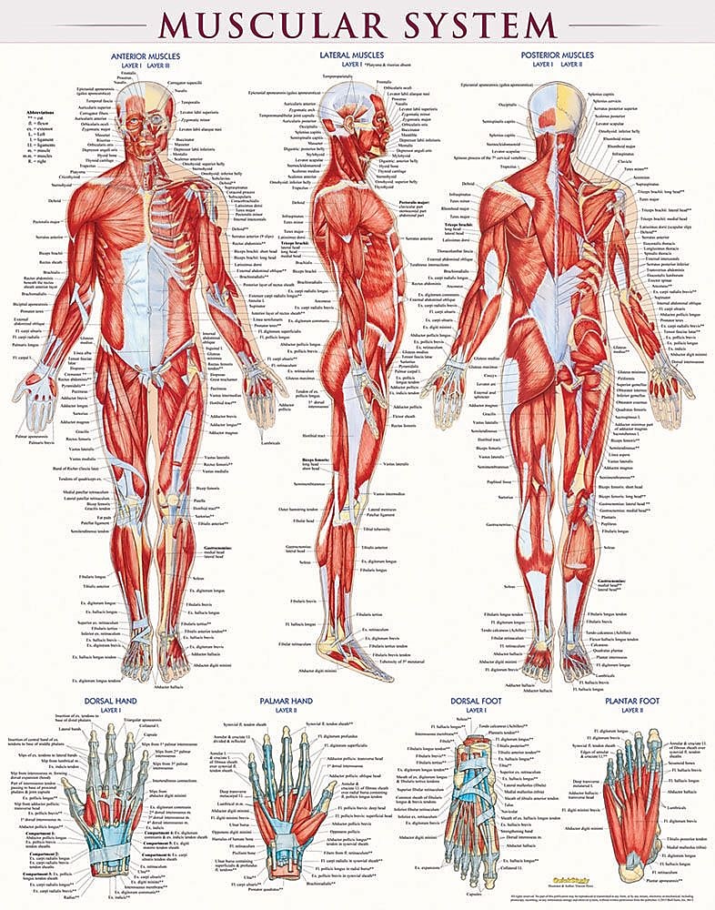 BarCharts, Inc. QuickStudy® Muscular System Poster Reference Set (9781423230731)