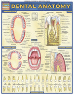 BarCharts, Inc. QuickStudy® Dental Anatomy Poster Reference Set (9781423230793)