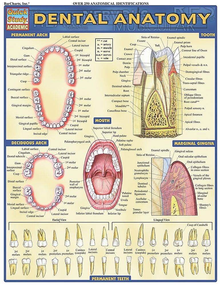 BarCharts, Inc. QuickStudy® Dental Anatomy Poster Reference Set (9781423230793)