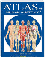BarCharts, Inc. QuickStudy® Atlas of Human Anatomy Book (9781423201724)