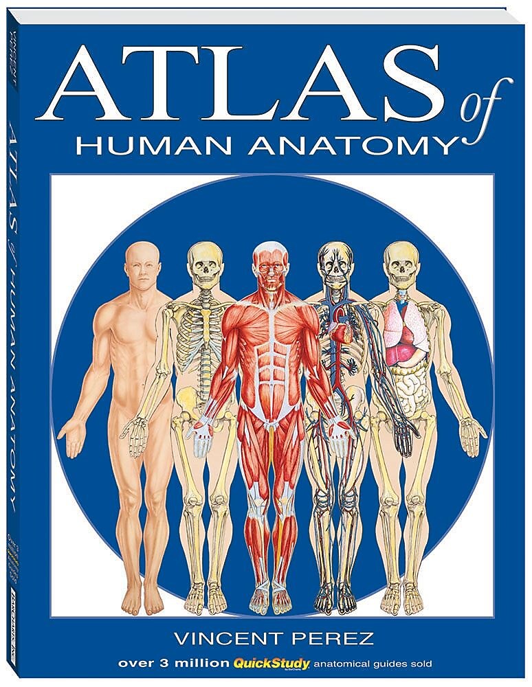 BarCharts, Inc. QuickStudy® Atlas of Human Anatomy Book (9781423201724)