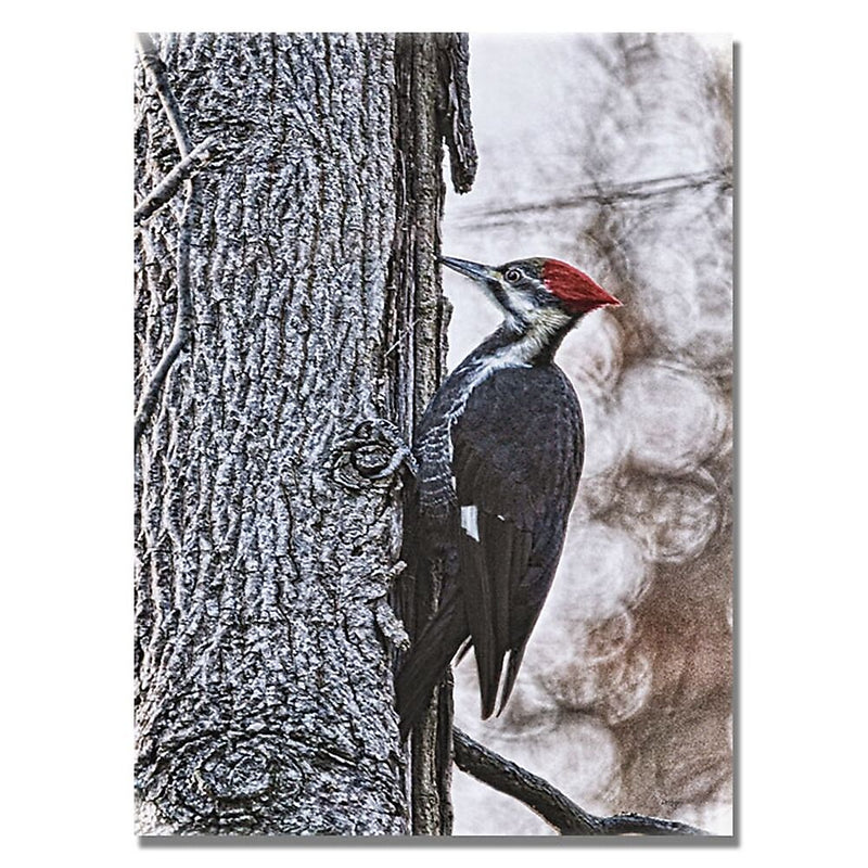 Trademark Fine Art Lois Bryan 'Wood Pecker' Canvas Art 30x47 Inches
