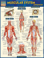 BarCharts, Inc. QuickStudy® Anatomy Advanced Reference Set (9781423230403)