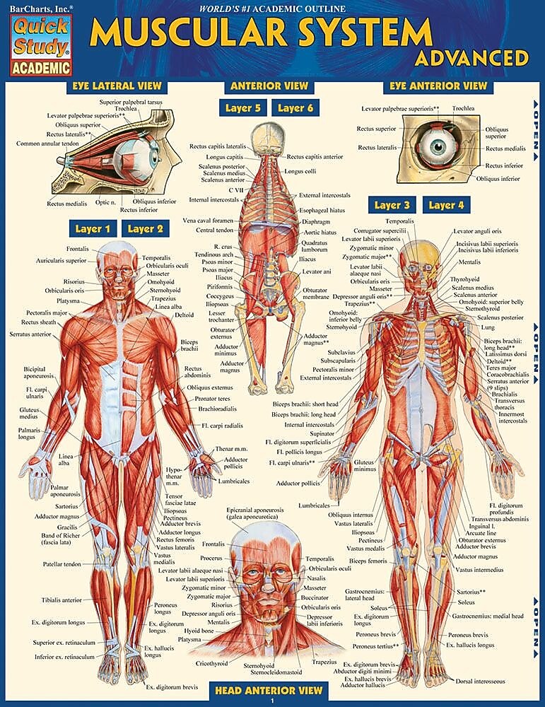 BarCharts, Inc. QuickStudy® Anatomy Advanced Reference Set (9781423230403)